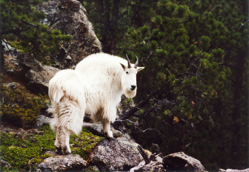 Mountain Goat